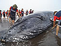 Rescatan a ballena varada en Colima