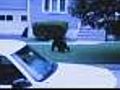 Northern NJ Residents On Edge With Bear On Loose