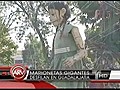 Marionetas gigantes