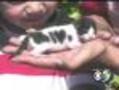 This Kitty Loves Its Mommy