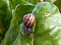 CHOW Tip: How to Get Rid of Garden Snails