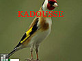 CD Chardonneret Kadousse Algerie
