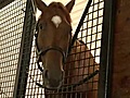 Derby winner Animal Kingdom’s trainer prepares for Preakness