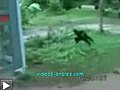 Un singe harcèle un chien