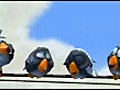 Los Pajaros - Pixar