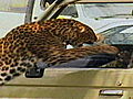 Untamed and Uncut: Leopard Attacks Man