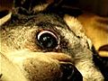 Opération de la cataracte du chien - Chirurgie de l’oeil - Vétérinaire 06 - Boston terrier