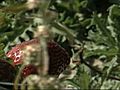 [Video] Strawberry farmer says he is getting threats