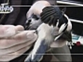 Vicki Cam: Blue Jay rescue