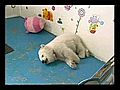 Raw Video: Polar Bears Survive by Hand Rearing