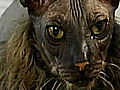 Weird True & Freaky: World’s Ugliest Cat