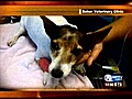 Man charged with animal cruelty in puppy attack (NewsChannel 5)