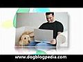 Dog Blog   Dog Training   Dog Names