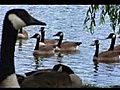 Border Collies control Canada geese population