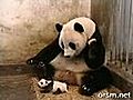 Panda Sneezing