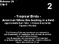 Tropical Birds (2007)