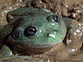 Freak of Nature: Water-Holding Frog