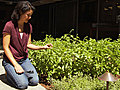 Pick the Flowers Off Your Growing Basil