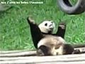 Panda Dance