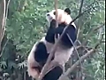 Un panda complètement fou
