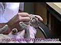 Granite Bay Veterinarian How to Brush Your Cat’s Teeth