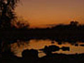 Sandgrouse Gather at Dusk