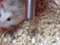 l’hamster qui roule !