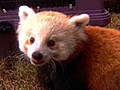 Farley the Red Panda