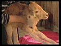 Raw Video: Two-Headed Calf Born In Georgia