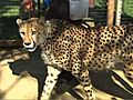 Cheetah Run Debuts