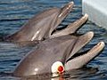 Underwater imitation: new dolphin research