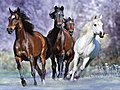 Horses