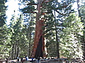 Grizzly Giant Sequoia