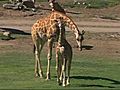 Giraffe Majagi Released to Field
