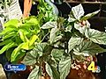 Container Gardens Effective For Small Spaces