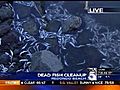 KTLA: Crews Clean Up Millions of Dead Fish in Redondo Beach - Lynette Romero Reports