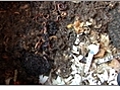 Compost with Worms