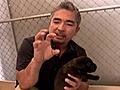 Dog Whisperer - Bringing up Puppies