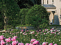 Capturing Peony Scent