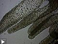 Hydre d’eau douce en vidéo-microscopie