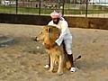 Arab Rides A Lion Like A Horse