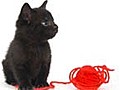 How to teach a kitten to play gently