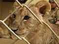 Oklahoma City Zoo Lion Cubs