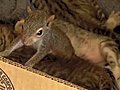 Squirrel adopted by cat