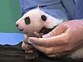 Panda Cub’s First Exam