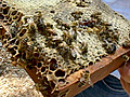 Savannah Bee Company