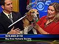 'Bob' - Male Beagle - #A01672866