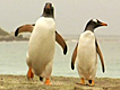 Oil may threaten Falklands wildlife