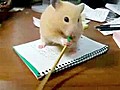 Hamster Pencil Eating Fail