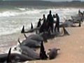 Mass whale stranding in New Zealand